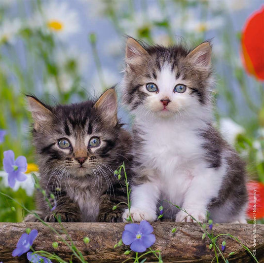 Cuddly Kittens 3 x 49 Piece Jigsaw Puzzle by Ravensburger - 3