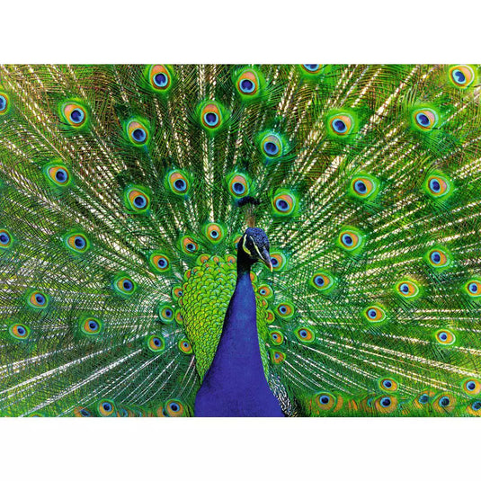 Peacock 500 Piece Jigsaw Puzzle by Ravensburger - 2