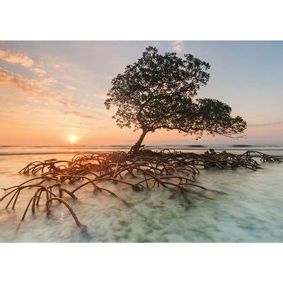 Red Mangrove 1000 Piece Jigsaw Puzzle by Heye - 2