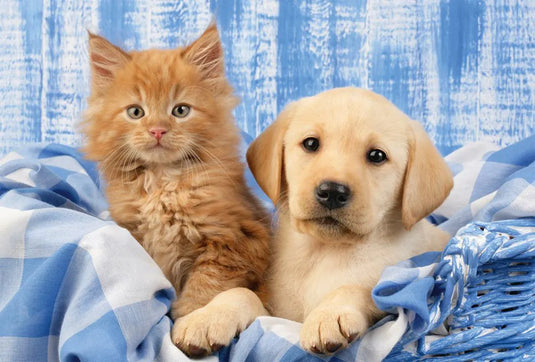 My Favorite Puppies And Kitties 48 Piece Jigsaw Puzzle by Schmidt Puzzle - 4
