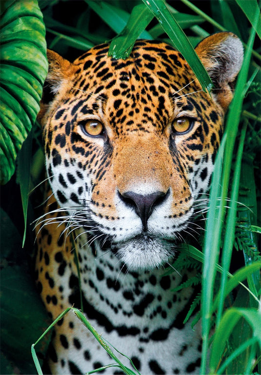 Jaguar In The Jungle 500 Piece Jigsaw Puzzle by Clementoni Puzzles - 2