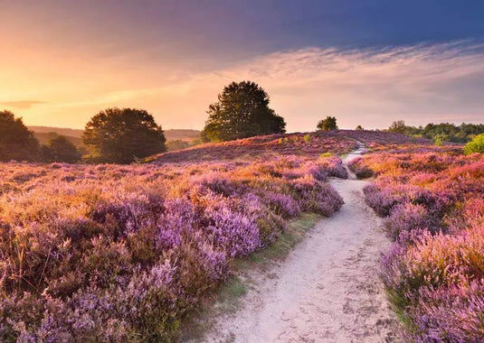 Pink Pathway 1000 Piece Jigsaw Puzzle by Ravensburger