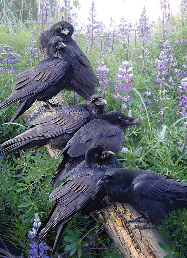 Raven Rendezvous 1000 Piece Jigsaw Puzzle by Cobble Hill