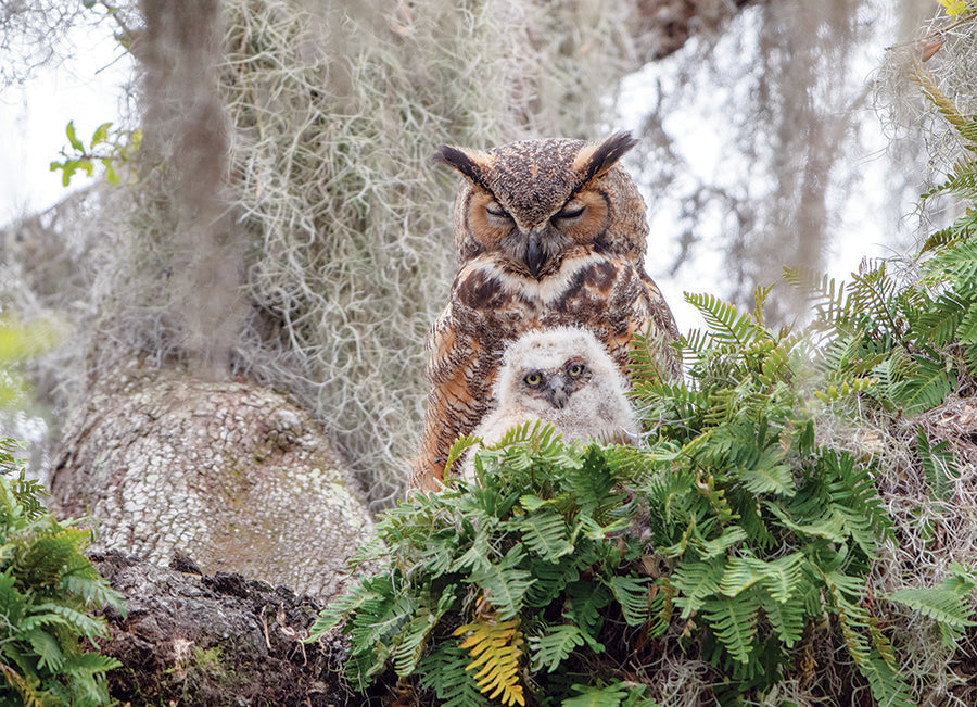 Great Horned Owl 1000 Piece Jigsaw Puzzle by Cobble Hill