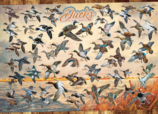 Ducks of North America 1000 Piece Jigsaw Puzzle by Cobble Hill - 2