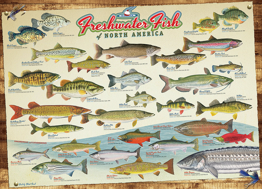 Freshwater Fish of North America 1000 Piece Jigsaw Puzzle by Cobble Hill