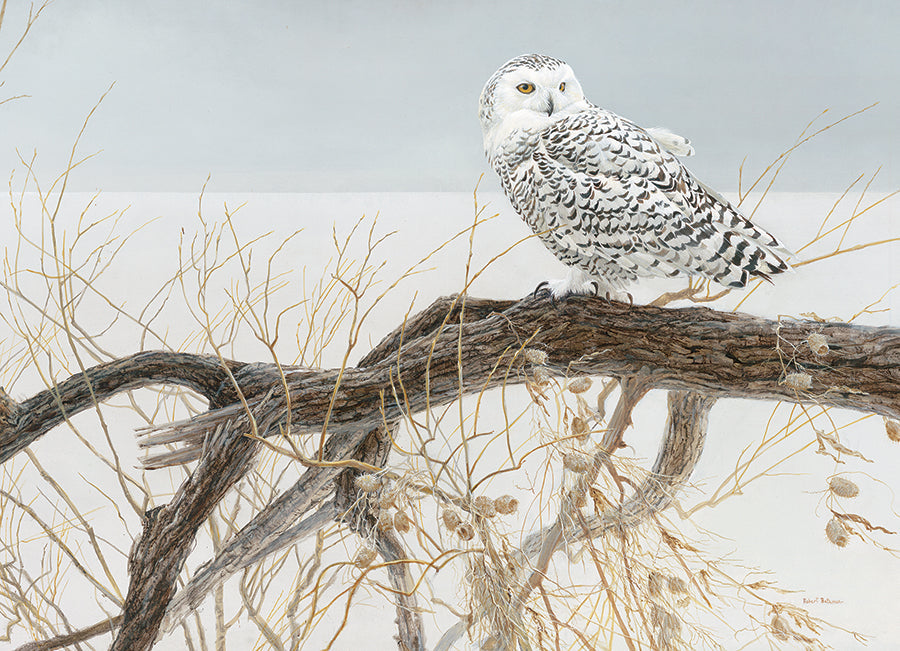 Fallen Willow - Snowy Owl 500 Piece Jigsaw Puzzle by Cobble Hill