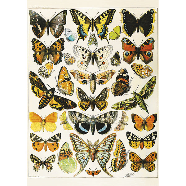 Butterflies and Moths 1000 Piece Jigsaw Puzzle by Piatnik
