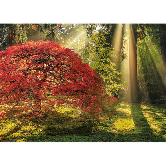 Magic Forests: Guiding Light 1000 Piece Jigsaw Puzzle by Heye - 2