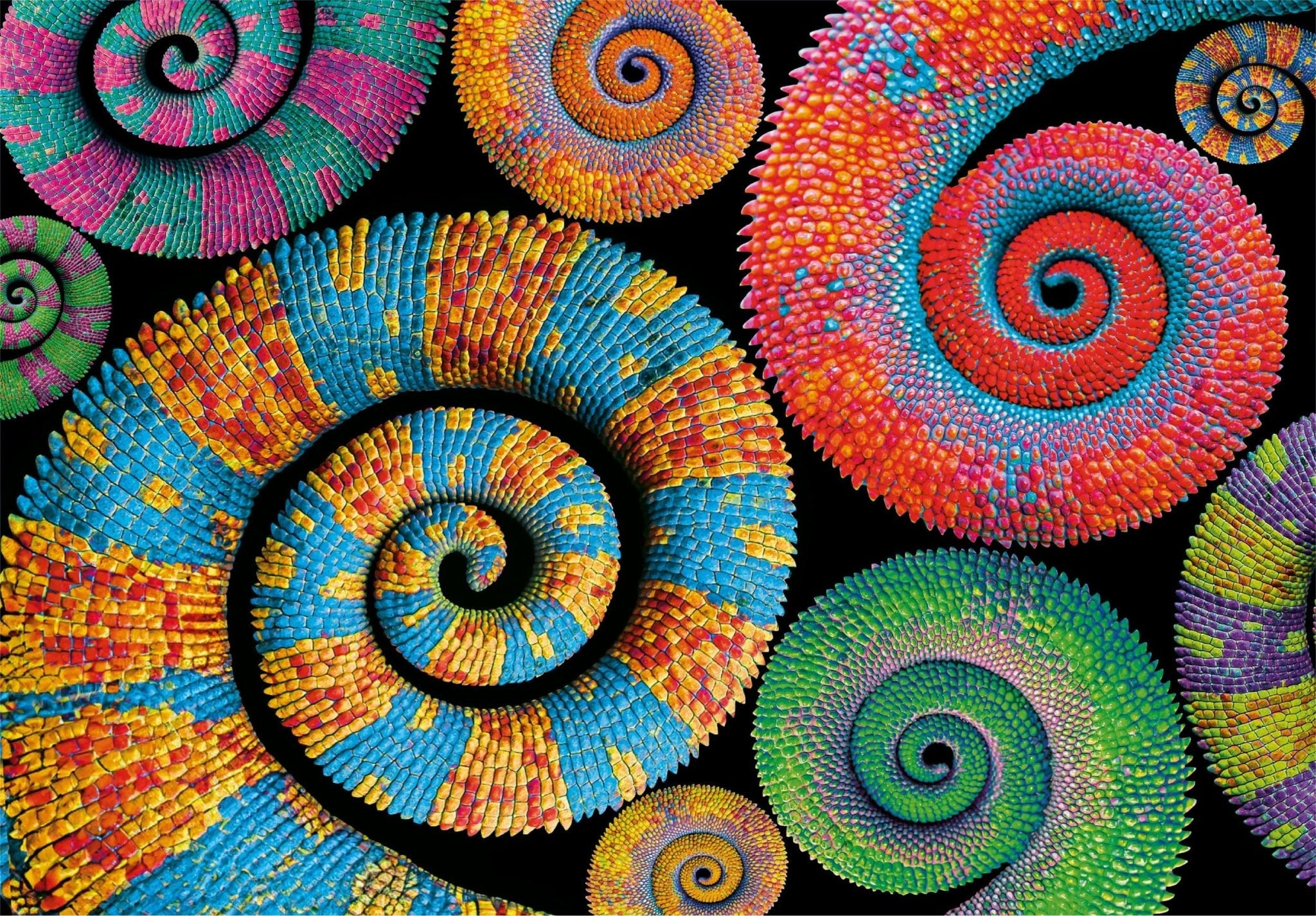 Colorboom: Curly Tails 500 Piece Jigsaw Puzzle by Clementoni Puzzles