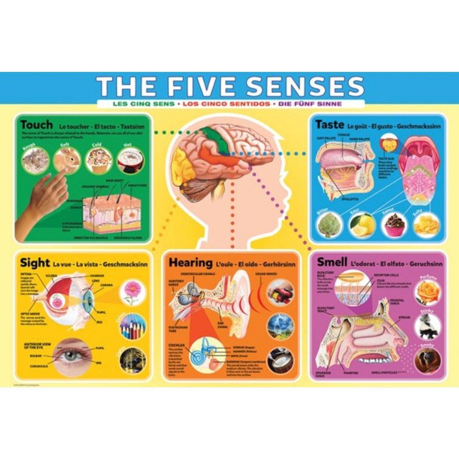 The Five Senses 200 Piece Jigsaw Puzzle by Eurographics