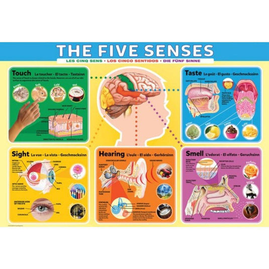 The Five Senses 200 Piece Jigsaw Puzzle by Eurographics - 2